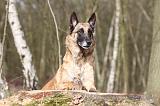 MALINOIS 659